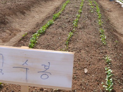 심기순 농장