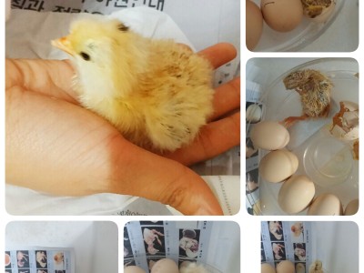 병아리 삐약
