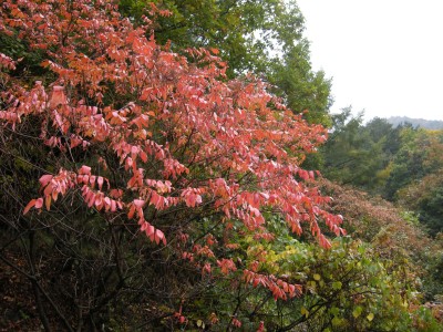 091017 치악산