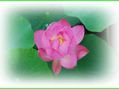 경주안압지연꽃단지